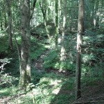 Bachlauf im Beutental
