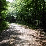 Waldweg nach Lorch