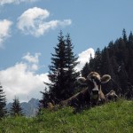 777_2012_075